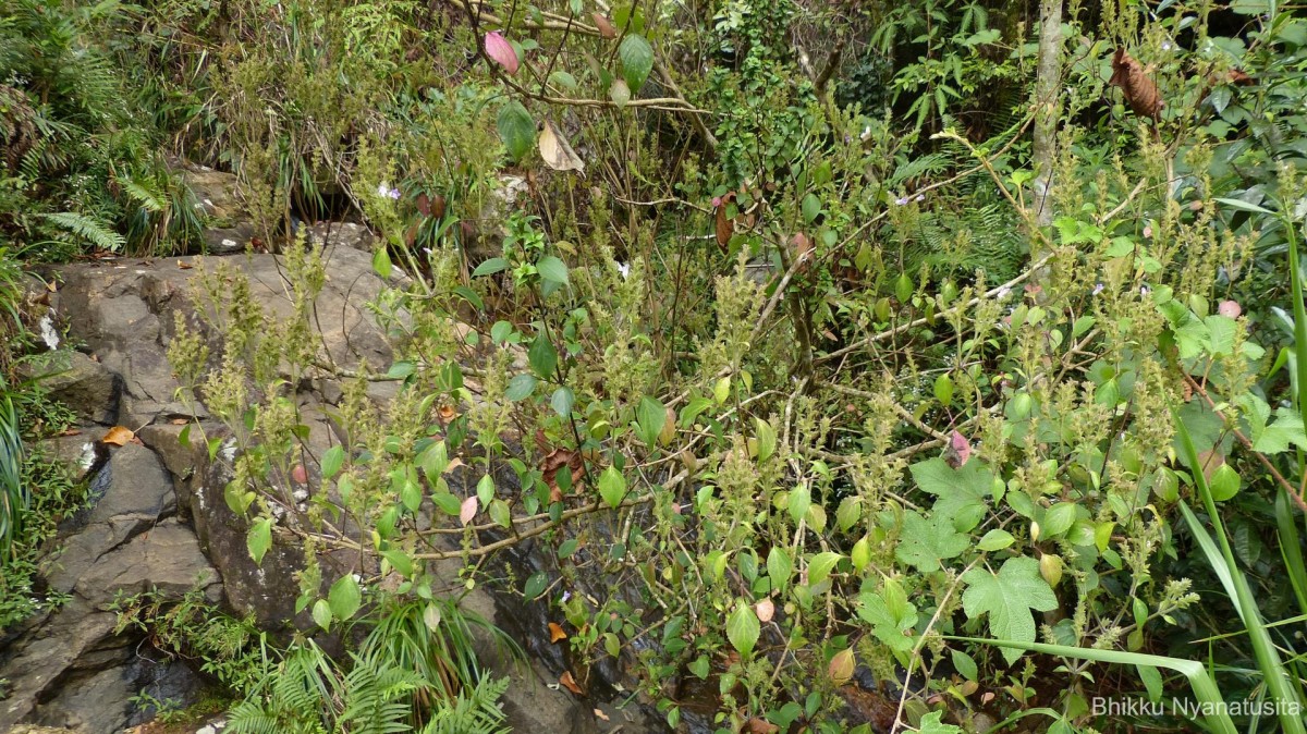 Strobilanthes rhamnifolia var. rhamnifolia (Nees) T. Anderson